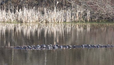 PaintedTurtle30R.jpg