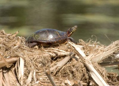 PaintedTurtle35.jpg