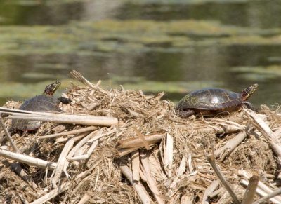 PaintedTurtle36.jpg