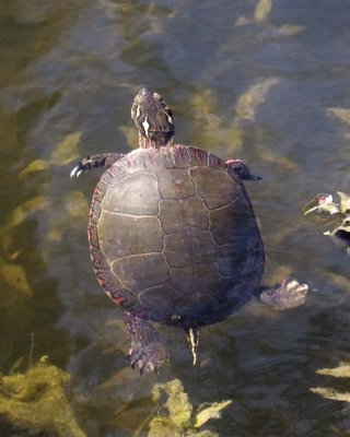 PaintedTurtle40.jpg