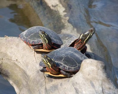 PaintedTurtle5.jpg