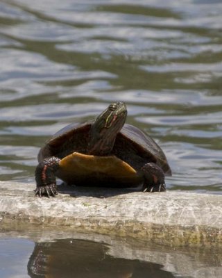 PaintedTurtle9.jpg