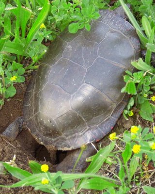 PaintedTurtleLayingEggs3.jpg