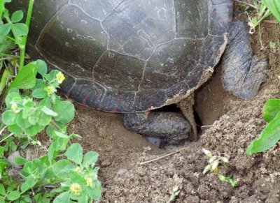 PaintedTurtleLayingEggs4.jpg
