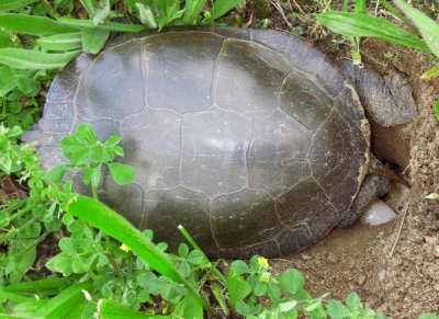 PaintedTurtleLayingEggs8.jpg