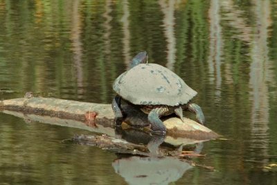 RedEaredSlider1.jpg