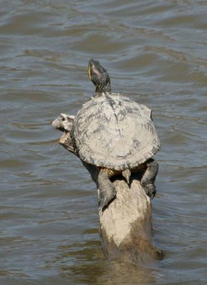 RedEaredSlider2.jpg