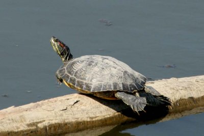 RedEaredSlider5.jpg