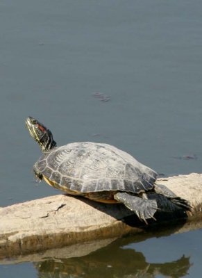 RedEaredSlider6.jpg