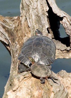 RedEaredSlider7.jpg