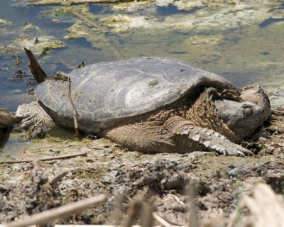 SnappingTurtle1.jpg