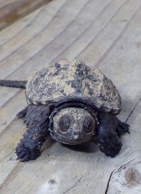 SnappingTurtle100.jpg