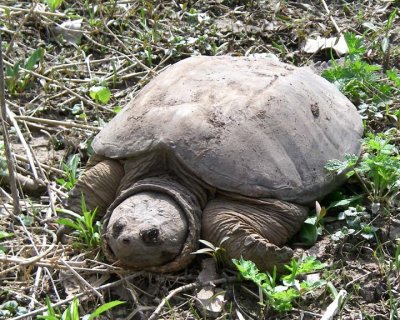 SnappingTurtle23.jpg