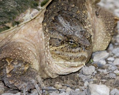 SnappingTurtle25R.jpg
