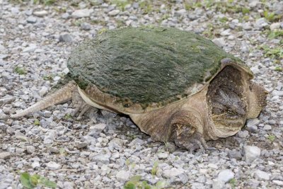 SnappingTurtle28R.jpg