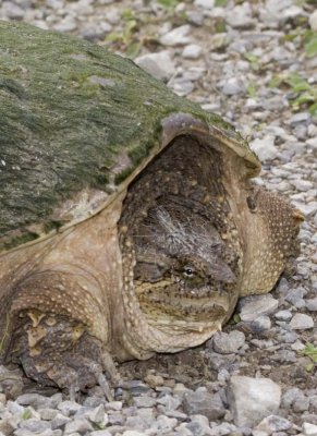 SnappingTurtle36.jpg