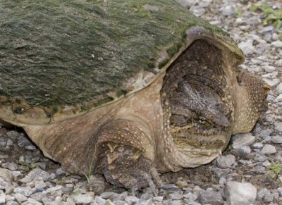 SnappingTurtle37.jpg