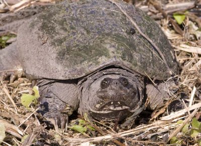 SnappingTurtle44.jpg