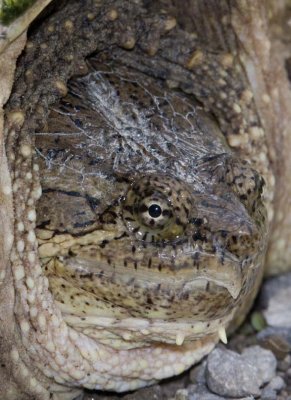SnappingTurtle48.jpg