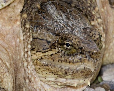 SnappingTurtle49.jpg