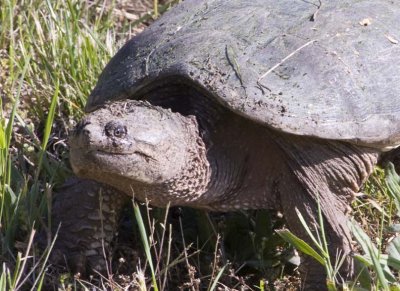 SnappingTurtle57.jpg