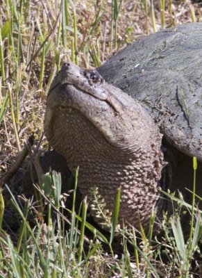 SnappingTurtle59.jpg