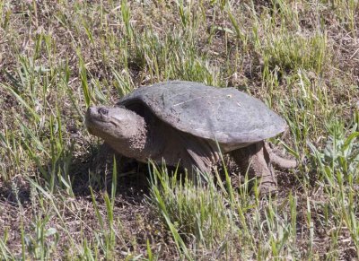 SnappingTurtle64.jpg