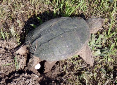 SnappingTurtle67.jpg