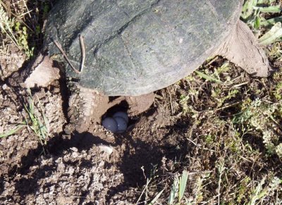 SnappingTurtle68.jpg