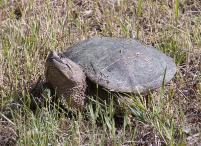 SnappingTurtle73.jpg