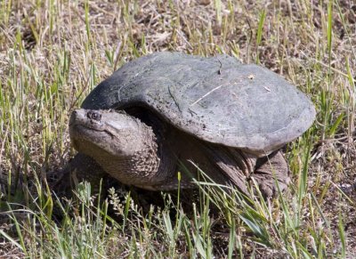 SnappingTurtle75.jpg