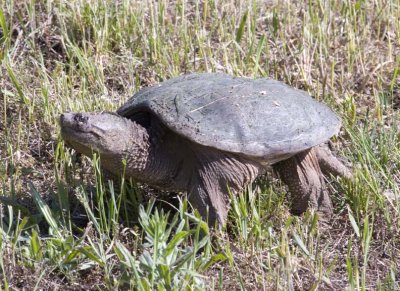 SnappingTurtle77.jpg