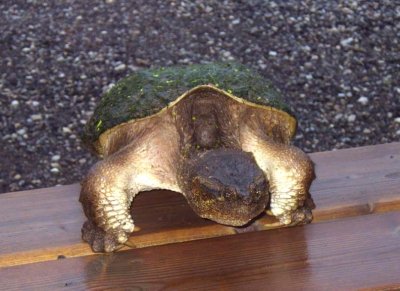 SnappingTurtle85.jpg
