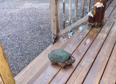 SnappingTurtle88.jpg