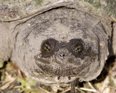 SnappingTurtle9.jpg