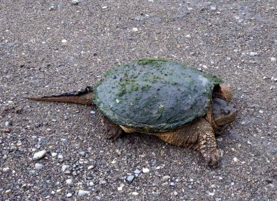 SnappingTurtle92.jpg