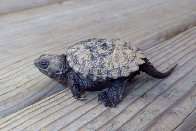 SnappingTurtle99.jpg