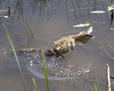 SnappingTurtleWithGosling1.jpg