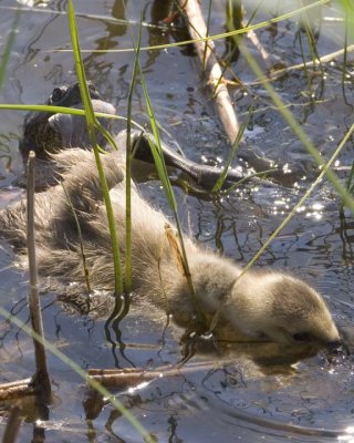 SnappingTurtleWithGosling7.jpg