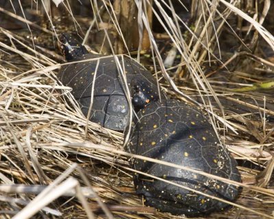 SpottedTurtle10R.jpg