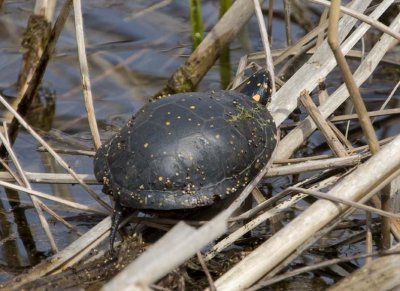 SpottedTurtle11.jpg