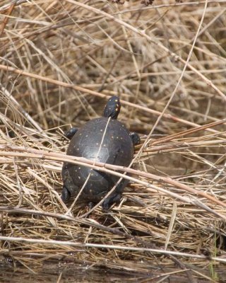 SpottedTurtle2.jpg
