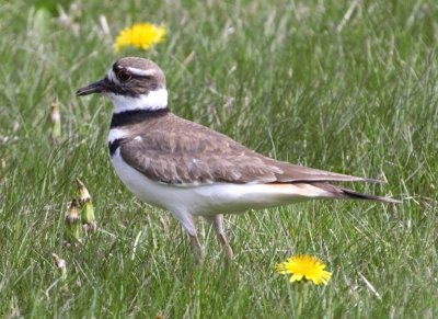 Killdeer64.jpg