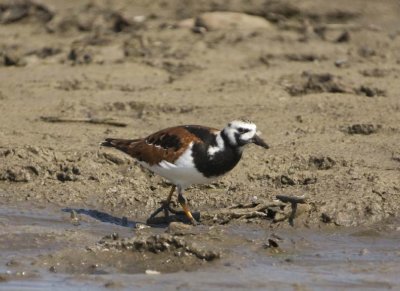 RuddyTurnstone41.jpg