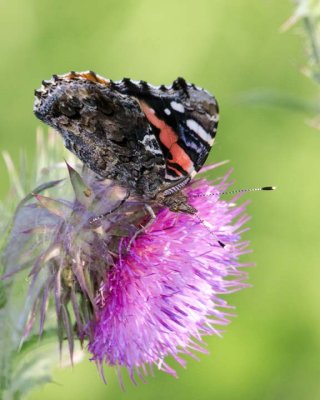 RedAdmiral56.jpg