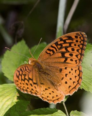 GreatSpangledFritillary62.jpg