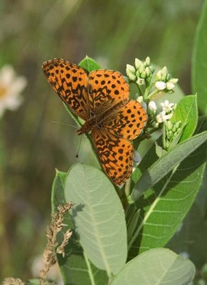 MeadowFritillary34.jpg