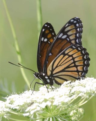 Viceroy62.jpg
