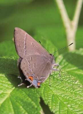BandedHairstreak24.jpg