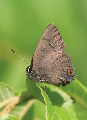 BandedHairstreak25.jpg